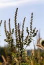 Ambrosia trifida, the giant ragweed, is a species of flowering plant in the family Asteraceae