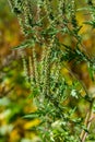 Ambrosia trifida, the giant ragweed, is a species of flowering plant in the family Asteraceae