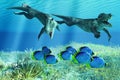 Ambulocetus hunting Black-backed Butterflyfish in the Ocean Royalty Free Stock Photo