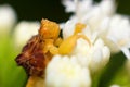 Ambush Bug