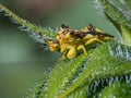 Ambush Bug Royalty Free Stock Photo