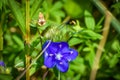 ambush bug on a purple wildflower in the swamp