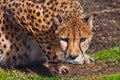 In ambush lies a cheetah with an orange skin, lit by the sun on a green spring grass, a large spotted cat hunts Royalty Free Stock Photo