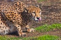 In ambush lies a cheetah with an orange skin, lit by the sun on a green spring grass, a large spotted cat hunts Royalty Free Stock Photo