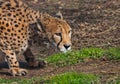 In ambush lies a cheetah with an orange skin, lit by the sun on a green spring grass, a large spotted cat hunts Royalty Free Stock Photo