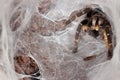 Ambush Tarantula Royalty Free Stock Photo
