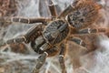 Ambush Tarantula Royalty Free Stock Photo