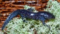 Ambystoma talpoideum, the mole salamander, sitting on British soldier lichen & x28;Cladonia cristatella& x29;