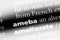 ameba