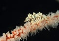 Amed whip coral shirmp