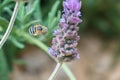 Amegilla bee in South Africa Royalty Free Stock Photo