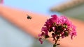 Amegilla cingulata or blue-banded bee flying Royalty Free Stock Photo