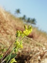 Ameging flowers in yellow color so beautiful neture Royalty Free Stock Photo