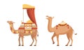 amel Domesticated Desert Caravan Animal with Saddle Vector Set