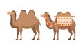 amel Domesticated Desert Caravan Animal with Saddle Vector Set