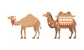 amel Domesticated Desert Caravan Animal with Saddle Vector Set