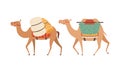 amel Domesticated Desert Caravan Animal with Saddle Vector Set