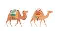 amel Domesticated Desert Caravan Animal with Saddle Vector Set