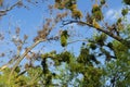 Amela balls parasitize trees on trees. Bird (raven) on a cut near the parasite plant Royalty Free Stock Photo