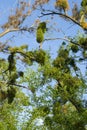 Amela balls parasitize trees on trees. Parasite on a tree Royalty Free Stock Photo