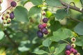Amelanchier alnifolia the saskatoon pacific serviceberry ripening fruits, green and purple serviceberries on alder-leaf shadbush