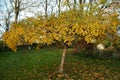 Amelanchier