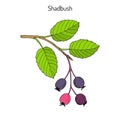 Amelanchier, also known as shadbush, shadwood or shadblow