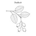 Amelanchier, also known as shadbush, shadwood or shadblow