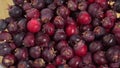 Amelanchier berries fruit rotate background, also known as shadbush, shadwood or shadblow, serviceberry, sarvisberry or