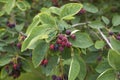 Amelanchier canadensis fruit