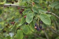 Amelanchier canadensis fruit Royalty Free Stock Photo