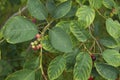 Amelanchier canadensis fruit Royalty Free Stock Photo