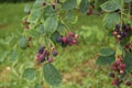 Amelanchier canadensis fruit Royalty Free Stock Photo