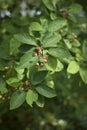 Amelanchier canadensis fruit Royalty Free Stock Photo