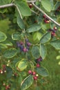 Amelanchier canadensis fruit Royalty Free Stock Photo