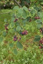 Amelanchier canadensis fruit Royalty Free Stock Photo