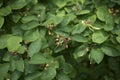 Amelanchier canadensis fruit Royalty Free Stock Photo