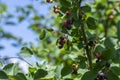 Amelanchier lamarckii ripe and unripe fruits on branches, group of berry-like pome fruits called serviceberry Royalty Free Stock Photo