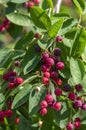 Amelanchier lamarckii ripe and unripe fruits on branches, group of berry-like pome fruits called serviceberry or juneberry