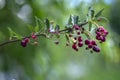 Amelanchier lamarckii ripe and unripe fruits on branches, group of berry-like pome fruits called serviceberry or juneberry Royalty Free Stock Photo