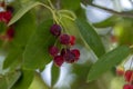 Amelanchier lamarckii ripe and unripe fruits on branches, group of berry-like pome fruits called serviceberry or juneberry Royalty Free Stock Photo
