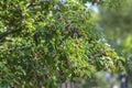 Amelanchier lamarckii ripe and unripe fruits on branches, group of berry-like pome fruits called serviceberry or juneberry Royalty Free Stock Photo