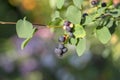 Amelanchier lamarckii ripe and unripe fruits on branches, group of berry-like pome fruits called serviceberry or juneberry