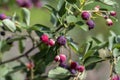 Amelanchier lamarckii ripe and unripe fruits on branches, group of berry-like pome fruits called serviceberry or juneberry