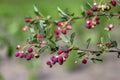 Amelanchier lamarckii ripe and unripe fruits on branches, group of berry-like pome fruits called serviceberry or juneberry Royalty Free Stock Photo