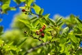 Amelanchier lamarckii ripening fruits on branches, group of berry-like pome fruits called serviceberry or juneberry Royalty Free Stock Photo
