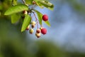 Amelanchier lamarckii ripening fruits on branches, group of berry-like pome fruits called serviceberry or juneberry Royalty Free Stock Photo