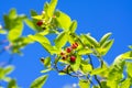 Amelanchier lamarckii ripening fruits on branches, group of berry-like pome fruits called serviceberry or juneberry Royalty Free Stock Photo