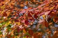 Amelanchier lamarckii shadbush autumnal shrub branches full of beautiful red orange yellow leaves