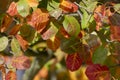 Amelanchier lamarckii shadbush autumnal shrub branches full of beautiful red orange yellow leaves